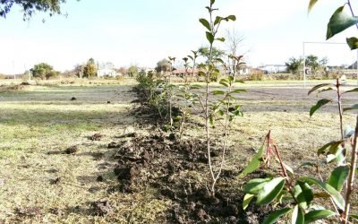 Parquizado en “La Casita”