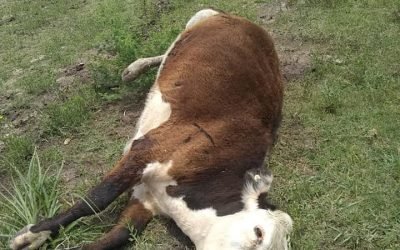 El Área Medio Ambiente del Municipio de Gilbert solicita colaboración de los vecinos de nuestra localidad.