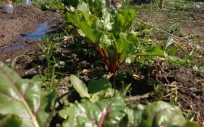 NUEVOS ENTRENAMIENTOS LABORALES PARA GILBERT “CONÓCEME POR MIS HABILIDADES, NO POR MIS DISCAPACIDADES”